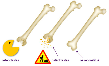 osteoclastes